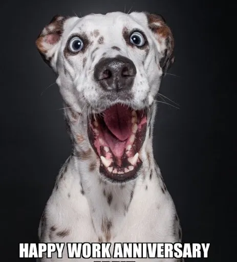 Dalmatian work anniversary meme