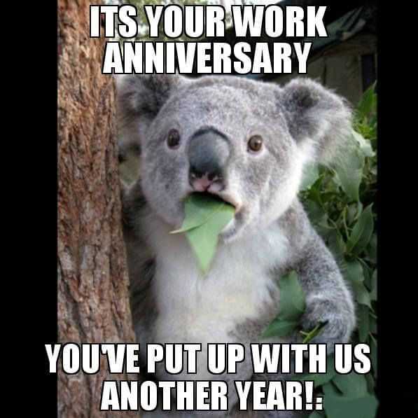 koala work anniversary meme