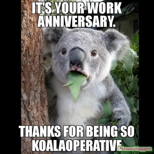 koala work anniversary meme