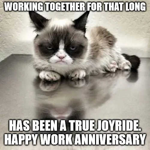 grumpy cat work anniversary meme