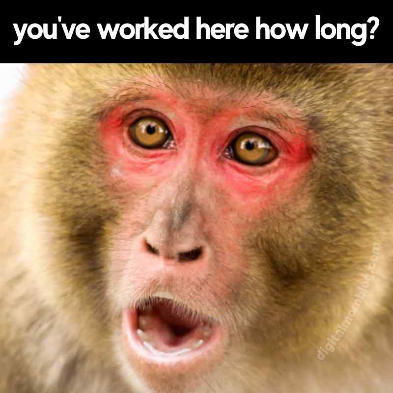 monkey work anniversary meme