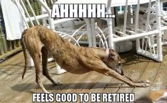 greyhound retirement meme