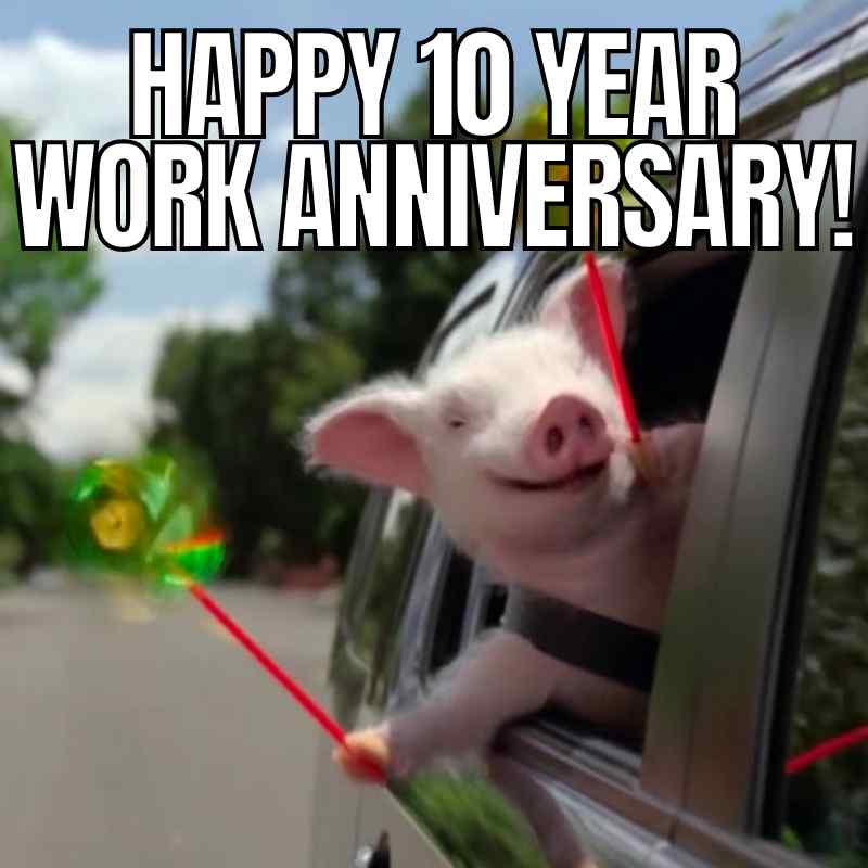 pig in car work anniversary meme