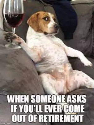 wine dog retirement meme