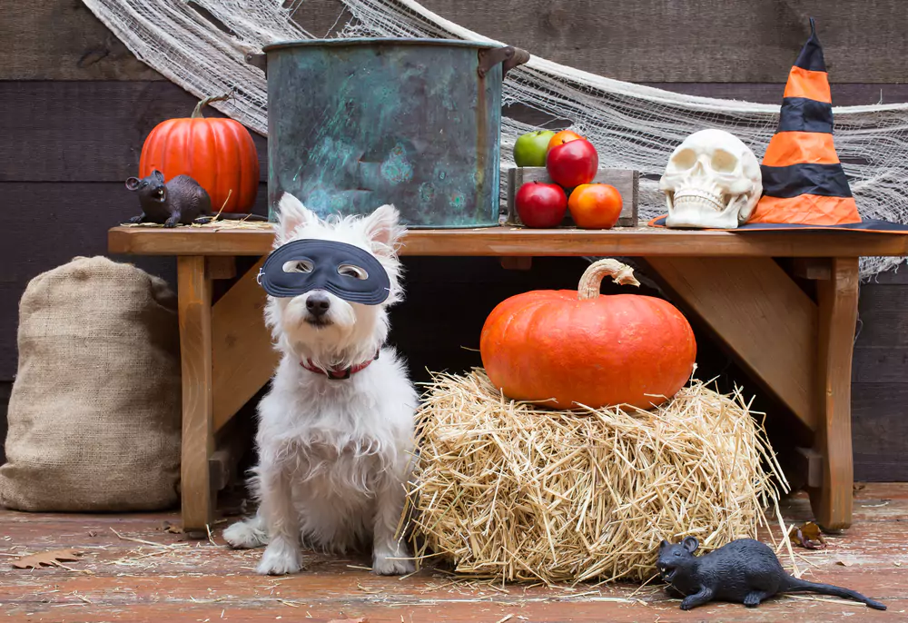 dog dressed up for halloween