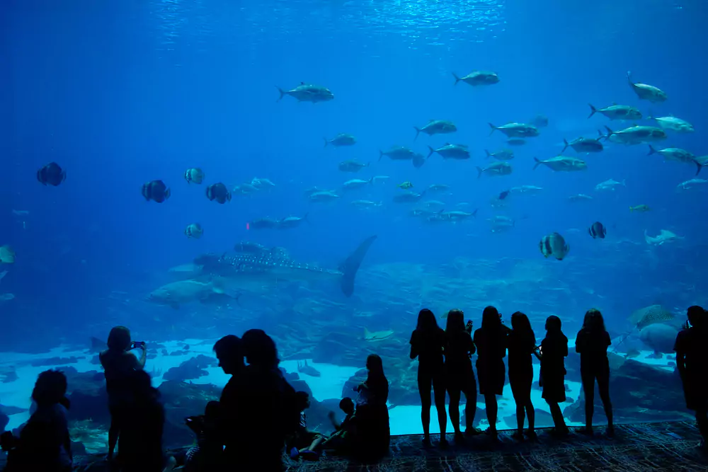 cincinnati aquarium