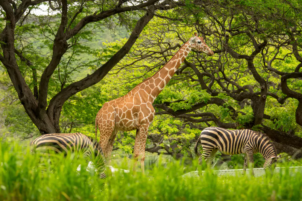 honolulu zoo