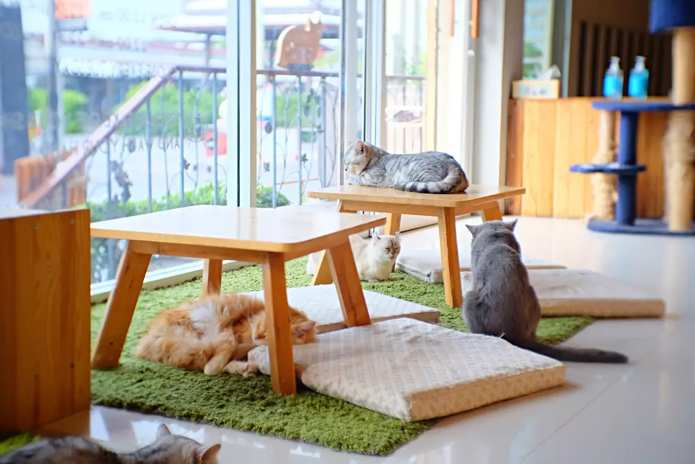 minneapolis cat cafe