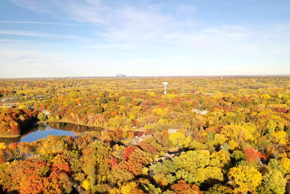 minneapolis forest