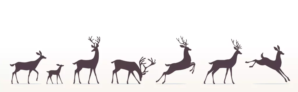 reindeer