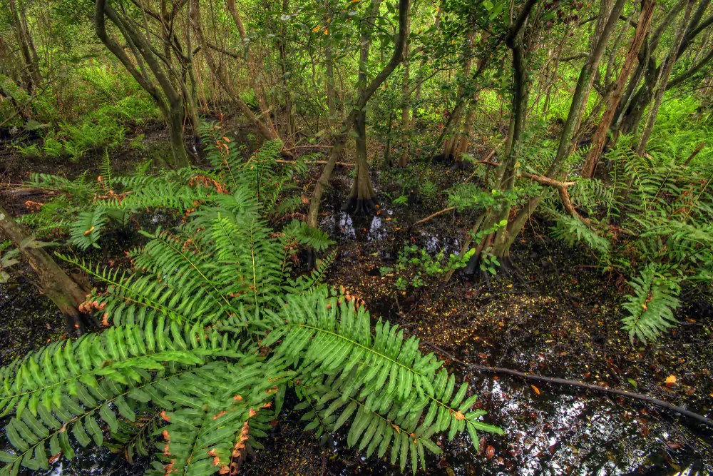 Fern Forest Nature Center