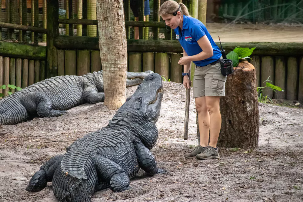 alligator encounter