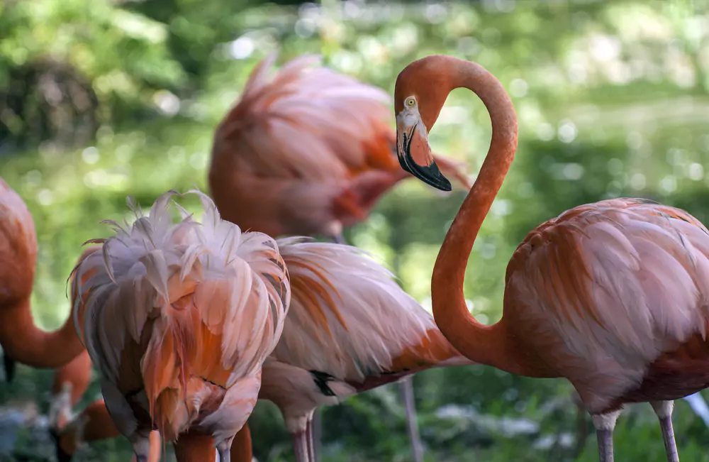 flamingo gardens