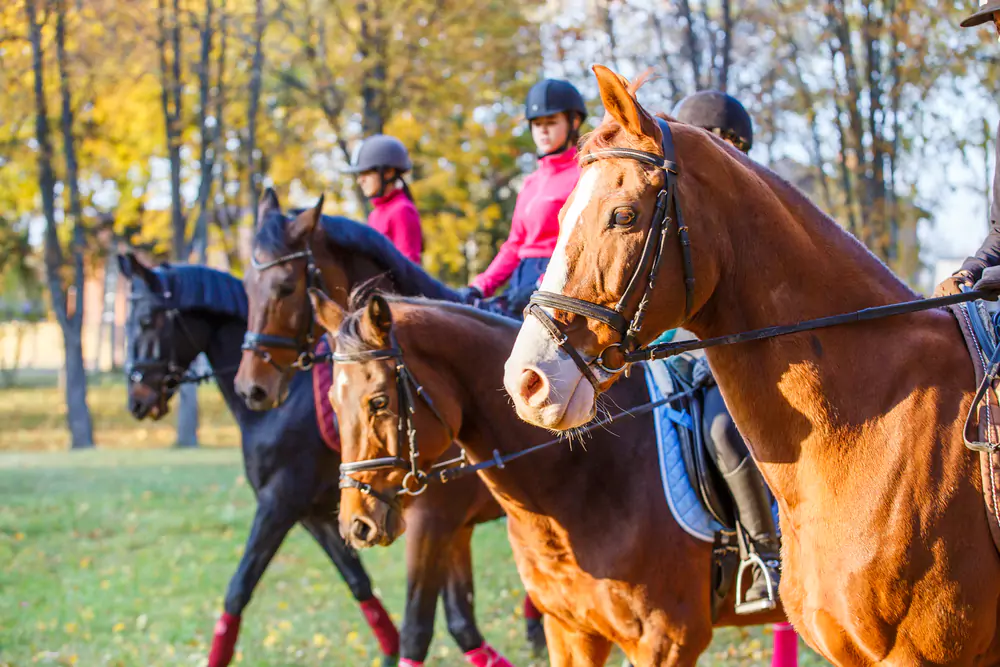 horseback riding