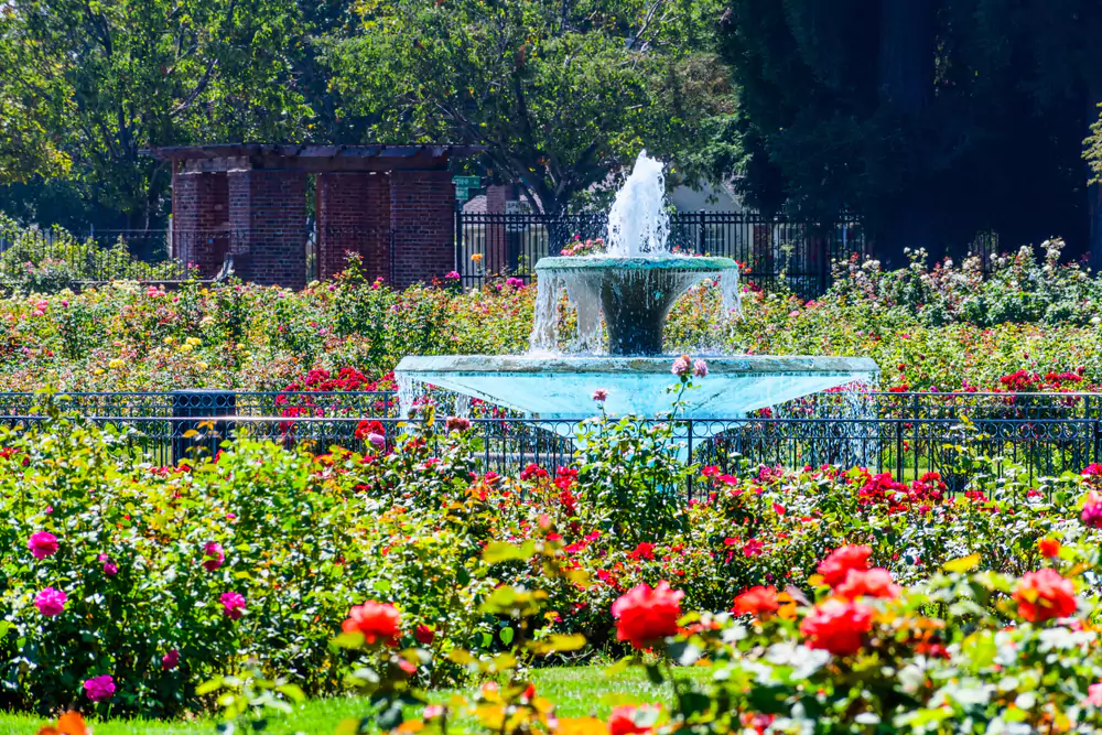 municipal rose garden