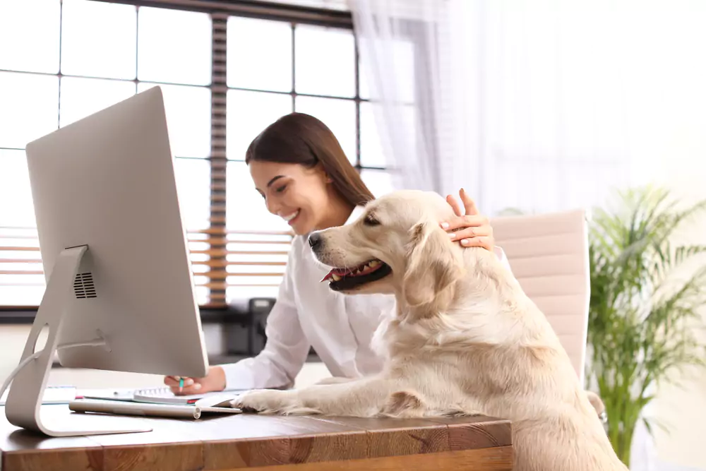 pet working from home