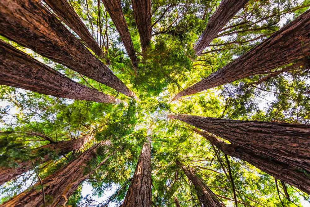 redwood canopies