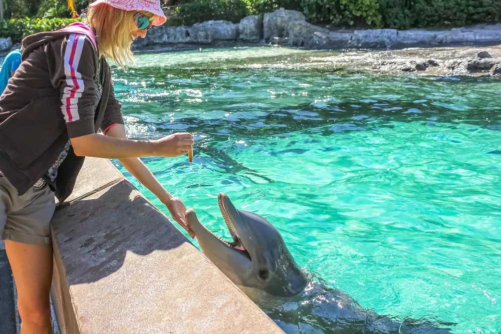 feeding dolphin